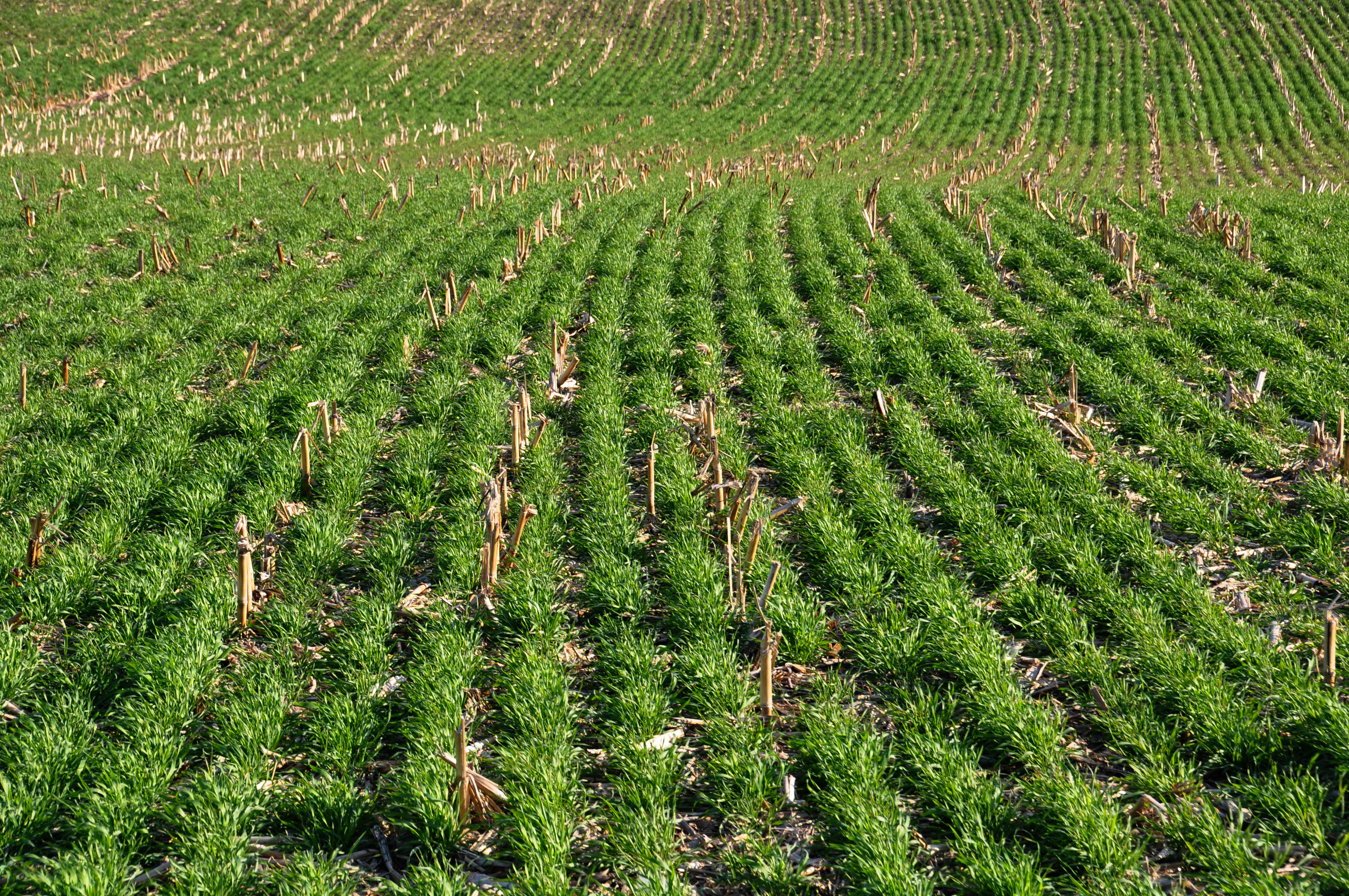 Cover crop