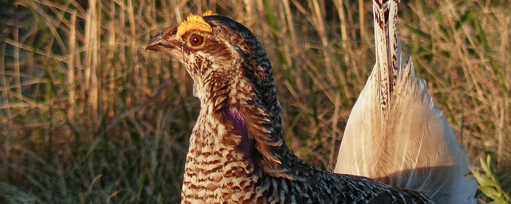 Sharp-tailed Grouse - credit Ohio Sea Grant & Stone Lab