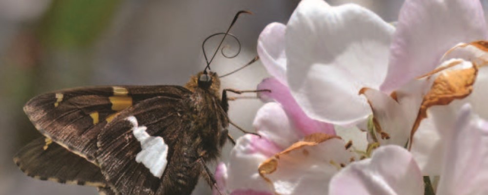 Silver spotted skipper - credit Elizabeth Hilborn