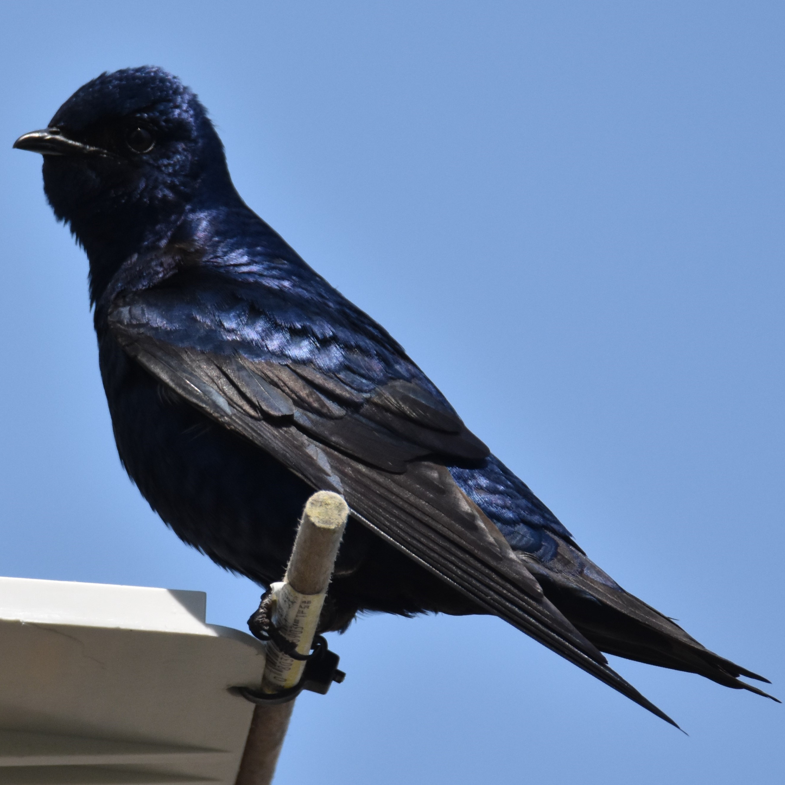 Single purple martin - credit Mike Bishop