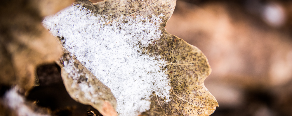 Snow on leaf - credit Getty Images