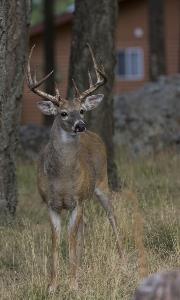 Whitetail deer in suburban setting