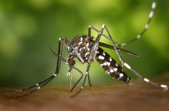 Mosquito - credit Pexels