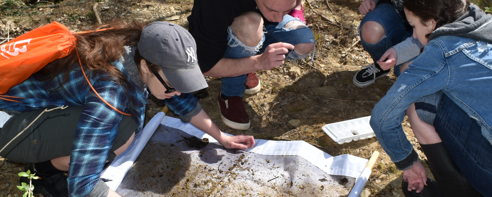 Students looking at macroinvertebrates