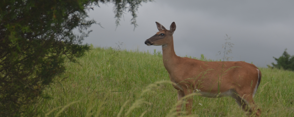 White-tailed deer