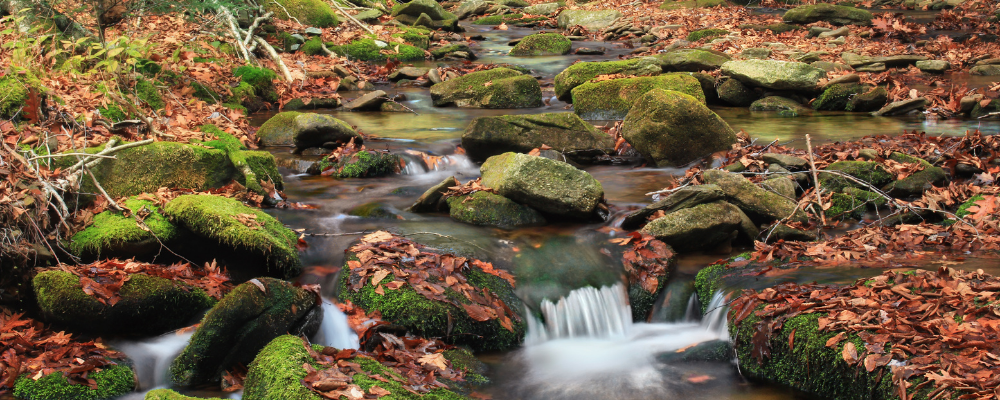 Tributary of the Susquehanna River - credit Nicholas A Tonelli