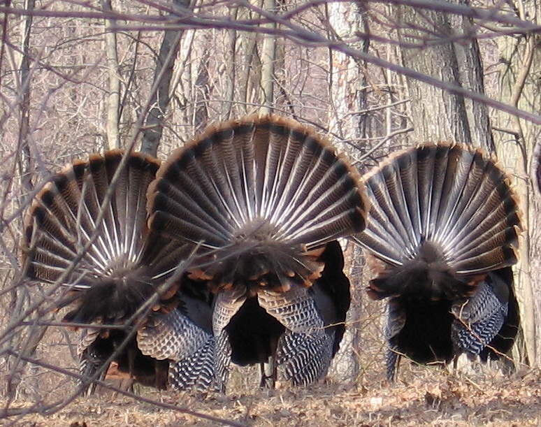 turkeys3_NJ_credit Anita Gould