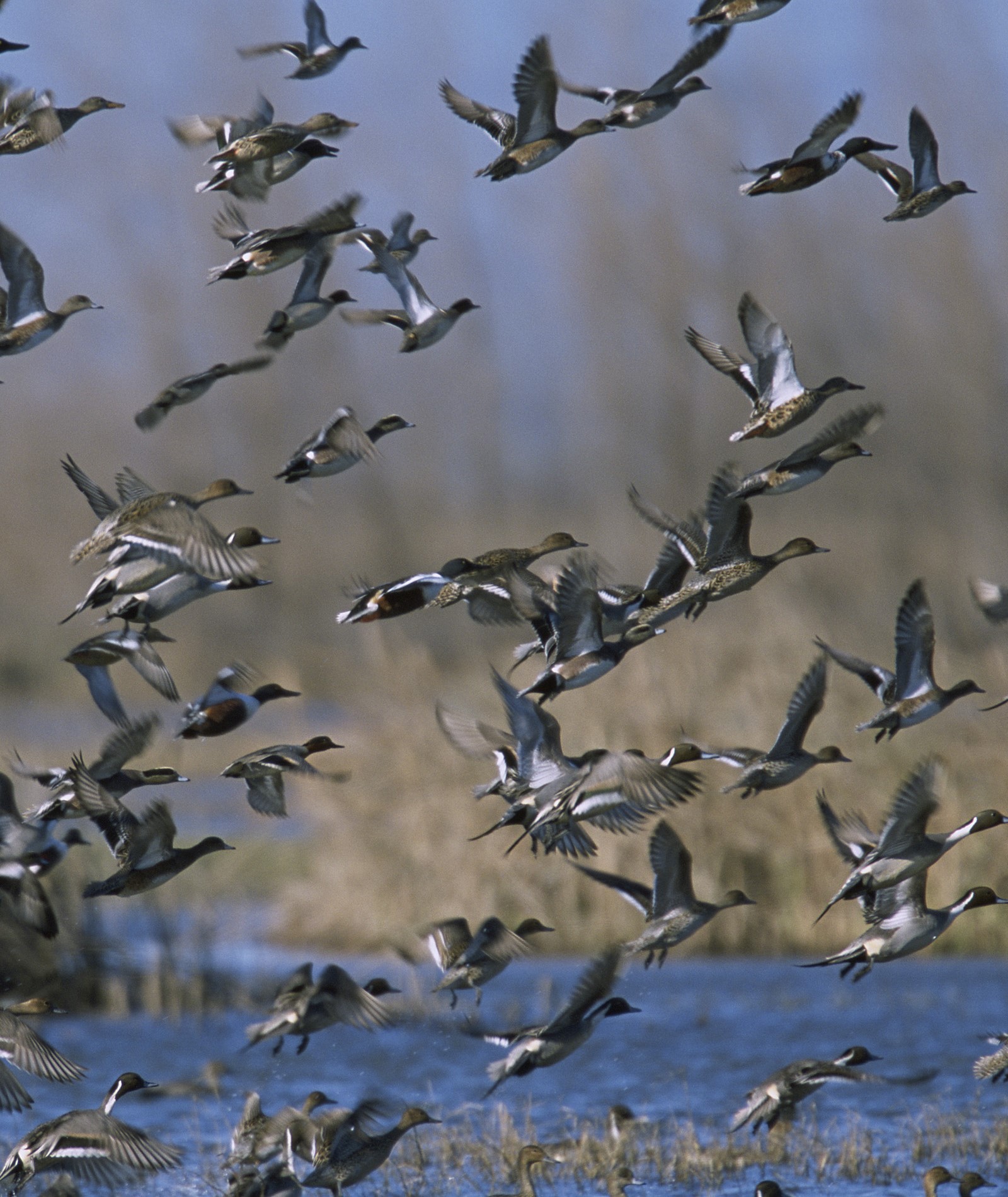 Flock of ducks