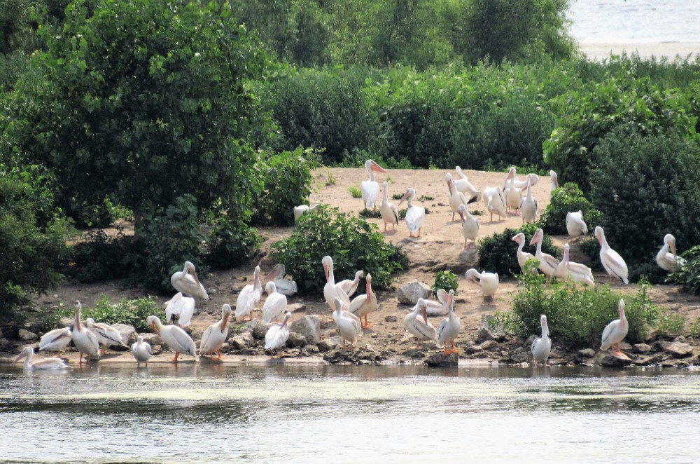 White pelicans on an island in the Upper Mississippi River Refuge - credit U.S. Fish & Wildlife Service