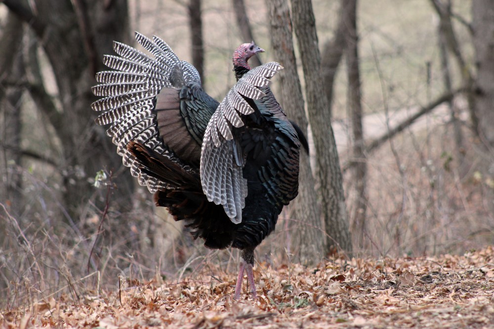 wild turkey_credit Courtney Celley-USFWS