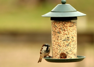 Bird and Feeder_iStock