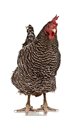 Chicken_iStock