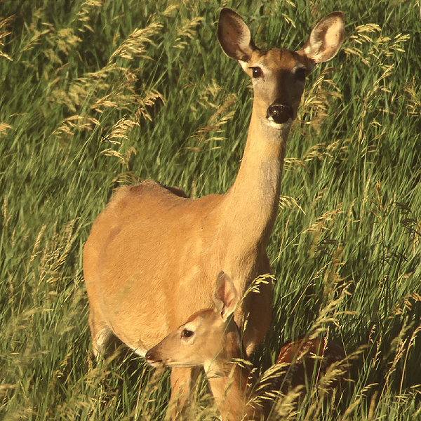 Doe and fawn SD by Dennis Larson, NRCS