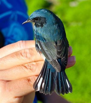 Migrating Black-Throated Blue Warbler_credit Erik Oberg_Island Conservation