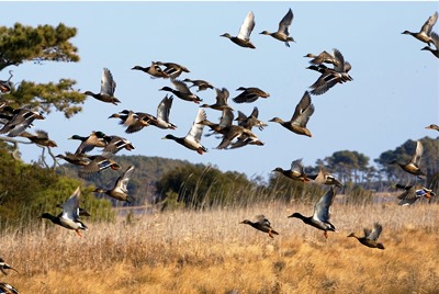 Waterfowl at Chincoteague VA WV_USFWS