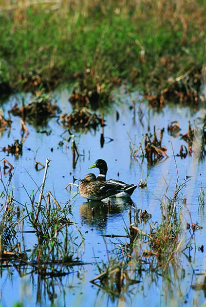 Wetland Ducks photo from U.S. Fish and Wildlife Service