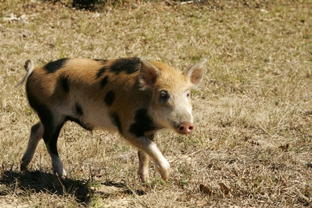 Wild Pig_credit USFWS