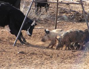 Wild Pigs in New Mexico_USDA