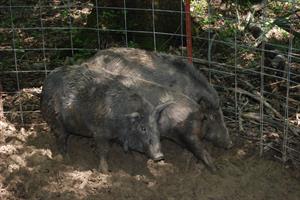 Wild Pigs_Dana Johnson_USDA