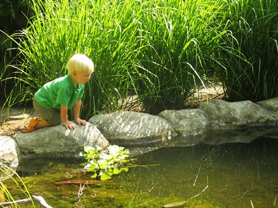 Boy Looking Into Water_credit Cleveland Botanical Gardens