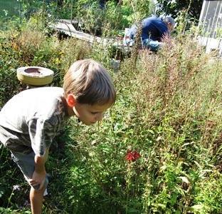 Little boy looking at flowers